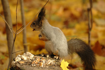 squirrel