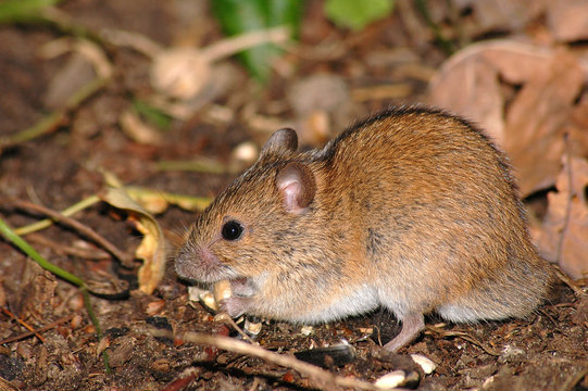 The field mouse