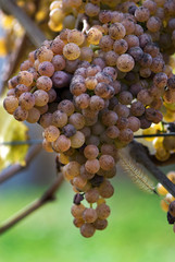 Grapes for Jurancon Wine