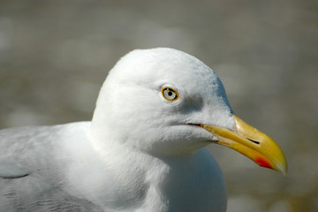 Seagull Head