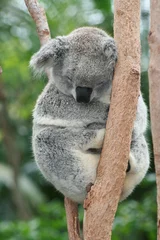 Crédence de cuisine en verre imprimé Koala Koala endormi