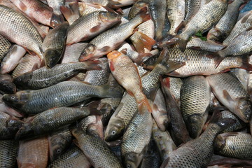 Fresh fish at market