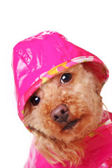 apricot poodle in bright pink raincoat