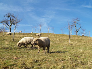 moutons et azur