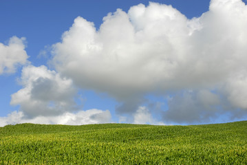 Field of green corn in azores island