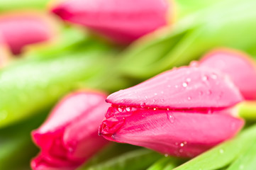 Pink tulips with waterdrops