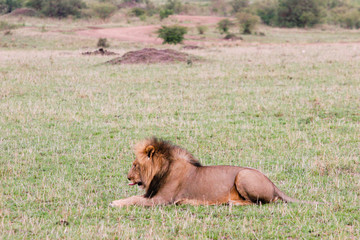 lion at rest