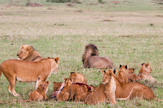 lions at lunch