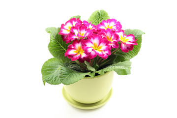 close-ups of primula in pot isolated on white