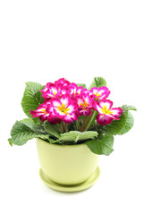 close-ups of pink primula in pot isolated on white