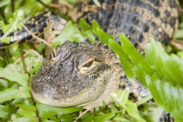 Alligator
