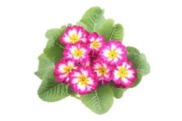 close-ups of pink primula isolated on white