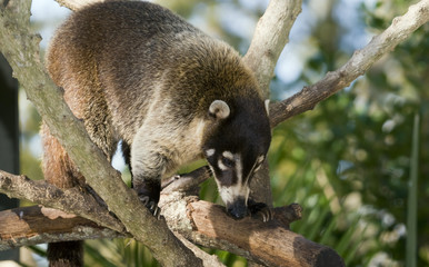 Coatimundi (nasua nasua) climbing in tree