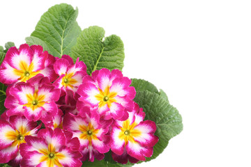 close-ups of pink primula isolated on white
