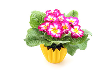 close-ups of pink primula isolated on white