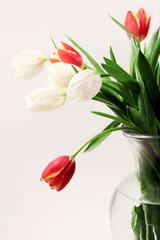 Tulips In Vase