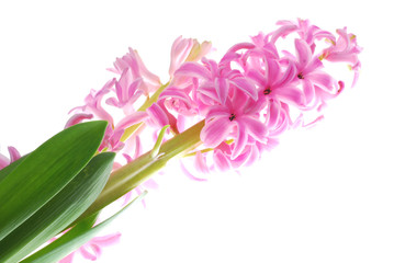 hyacinth flower