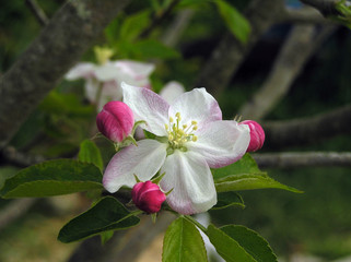 Apple blossoms