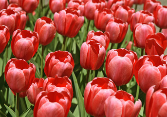 Beautiful punk tulips in a garden in springtime.