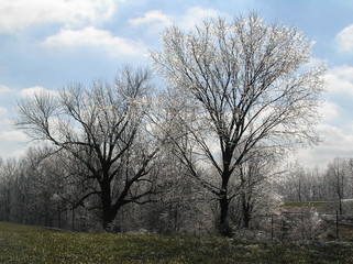 Ice covered trees