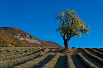 amandier au milieu d'un champ de lavande