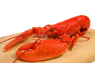 Cooked lobster against white