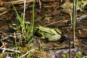 Grenouille