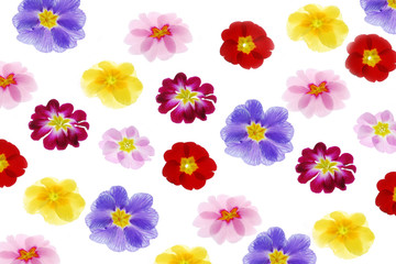 color flowers on white background
