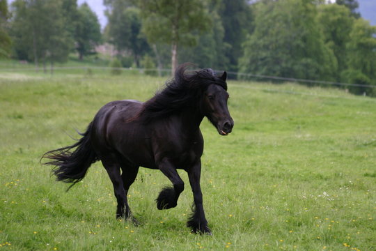 Cheval noir