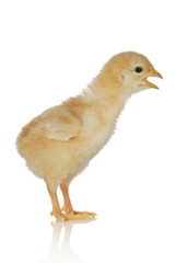 Cute little baby chicken against white background