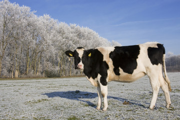 scenic winter landscape