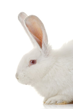 White rabbit against white background