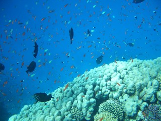 azzurro sotto