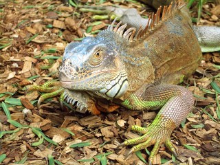 dinosauri