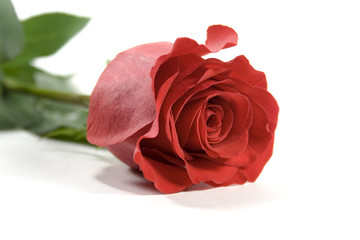 red rose over white backround