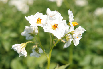 Kartoffelblüte
