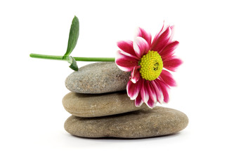 Fototapeta na wymiar zen spa stones with flowers