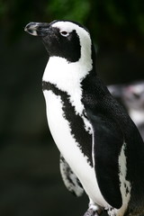 Magellan Penguins