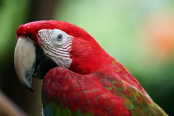 Obraz premium Scarlet Macaw