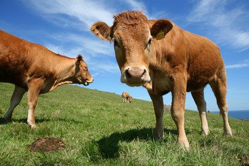 Field of brown cows with staring bullock in foreground