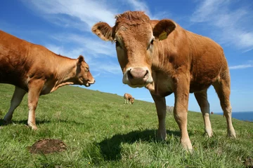 Afwasbaar Fotobehang Koe Veld van bruine koeien met starende os op de voorgrond