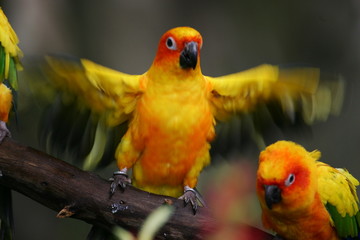 Sun Conures