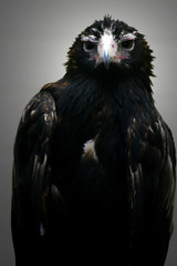 Fototapeta premium Wedge Tail Eagle