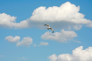 Seagull