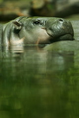 Naklejka na ściany i meble Hipopotam karłowate