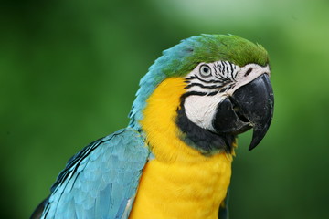 Blue & Yellow Macaw