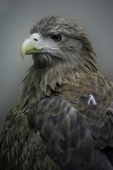White Tailed Sea Eagle