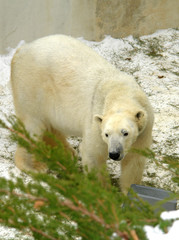 Polar Bear