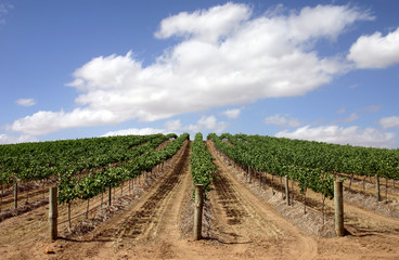Fototapeta na wymiar Australian vineyard