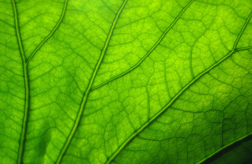 Fototapeta na wymiar Texture of leaf